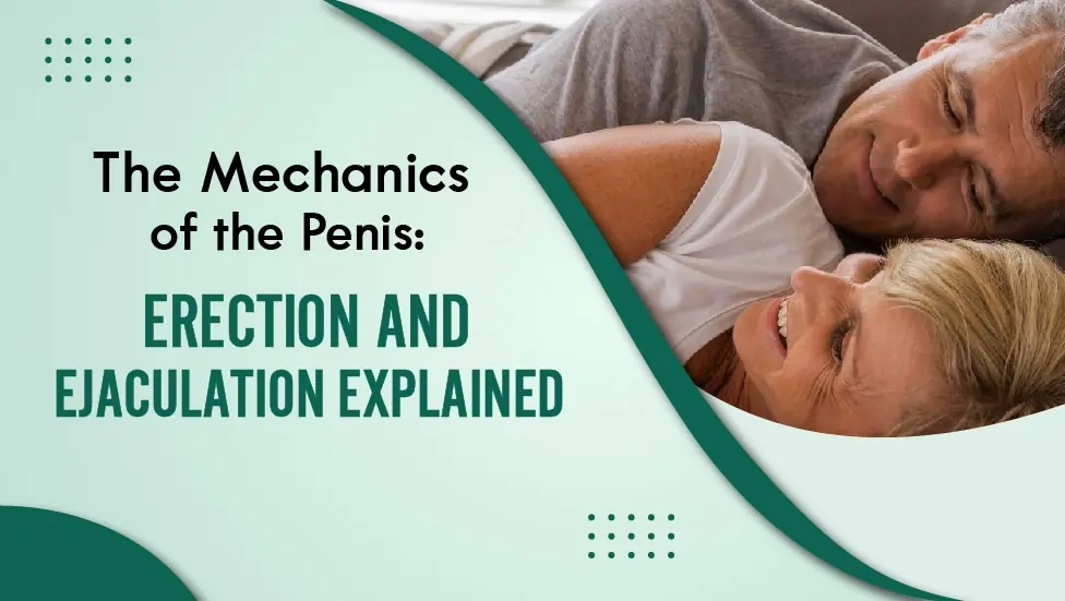 The Mechanics of the Penis Erection and Ejaculation Explained