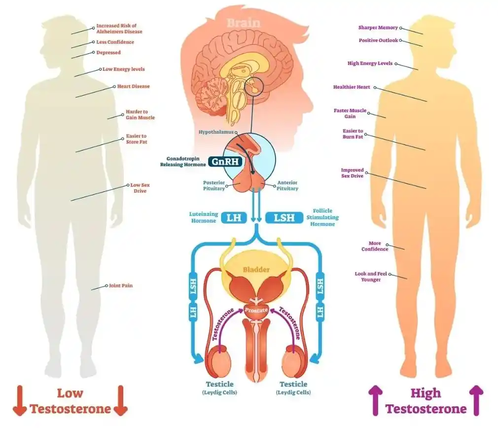 Rancho Mirage Ozempic Testosterone 5 Dollars A Day